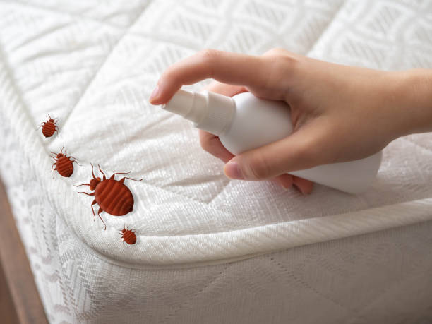 Best Insect Control  in Moriches, NY